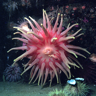 anemone