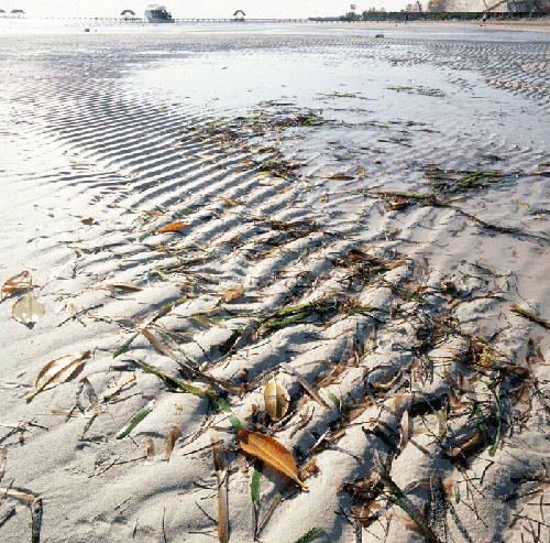 flex-plage